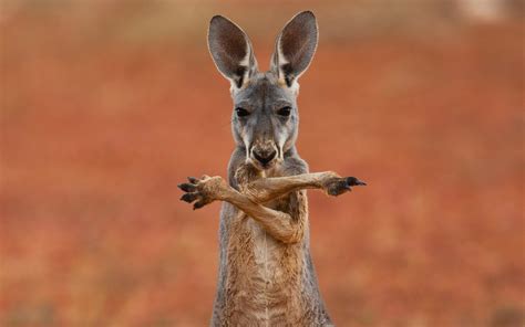 Maybe you would like to learn more about one of these? Kangaroo Wallpaper HD Download
