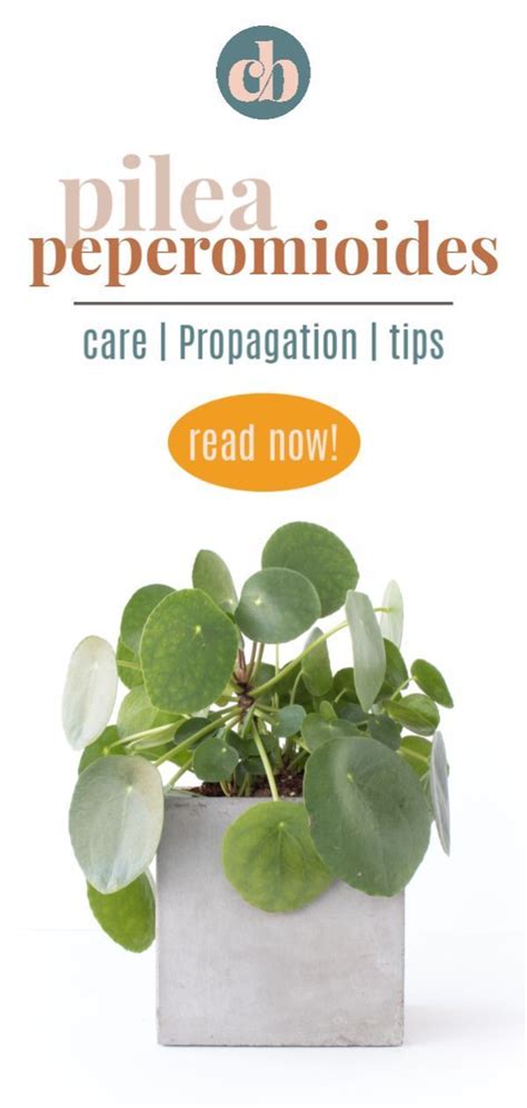 It's an unusual looking plant that can sedum morganianum 'burrito' | succulents and sunshine learn everything you need to know about taking care of 'burrito' plants! Pin on Plant Care