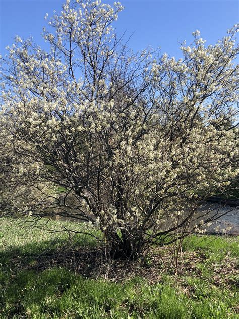 Edible Native Landscaping Serviceberry The Land Connection