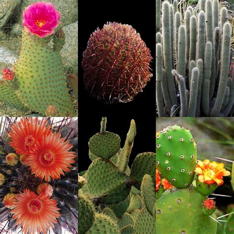 100 Cactus Mix Seeds Rare Succulents Cacti Variety Exotic Flowering