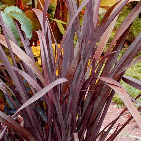 Phormium Special Red New Zealand Flax Jungle Garden Style