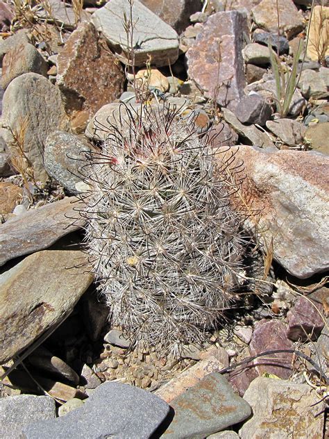 Here are some tips, tricks that will guide to cactus thorns. Corkscrew Peak
