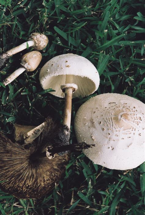 Edible Mushrooms In Ohio Pictures All Mushroom Info