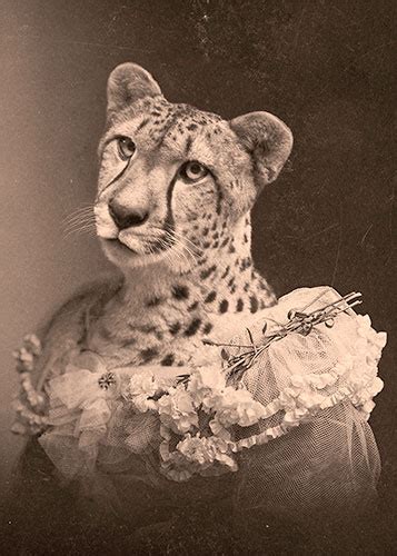 Victorian Creatures Victorian Animal Portraits From A Parallel Universe