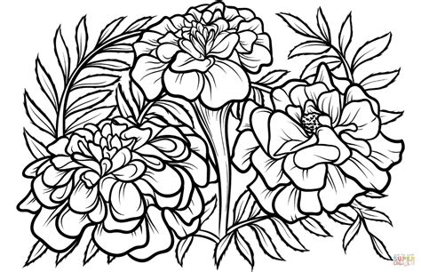 Marigold Coloring Page Free Printable Coloring Pages Flower