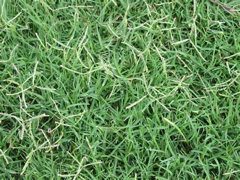 How To Grow Bermuda Grass From Seed