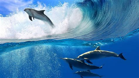 Hd Wallpaper Underwater Best Diving Sites Dolphin Wallpaper Flare