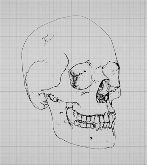 Skull Sketcher 2 Anatomy 360