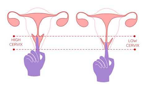 Cervix Opening During Ovulation