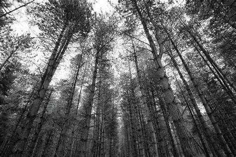 The Dark Dark Woods Photograph By Martin Newman Pixels