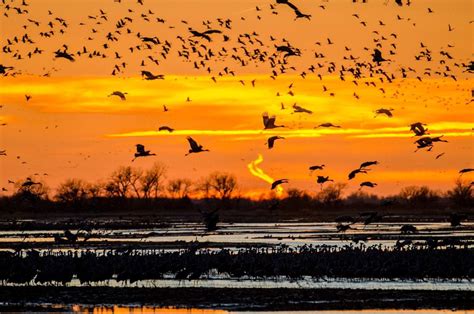 The Sandhill Cranes Migration Returns To Central Nebraska It Takes