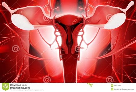Female Reproductive System Stock Illustration Illustration Of Female