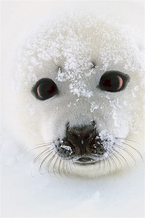 Cutest Baby Seal Ever