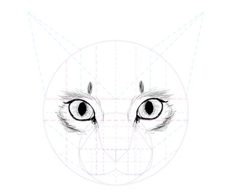Learn to draw cat eyes. How to Draw Animals: Cats and Their Anatomy