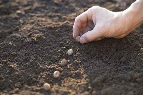 The following seeds take well to july sowing and can all be found in the garden therapy edible flower garden kit. What Is Direct Sowing: Learn How And When To Sow Seeds ...