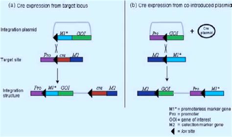 It is one of the most powerful tools in the mouse geneticist's toolbox. Cre/lox-mediated site-specific gene integration ...