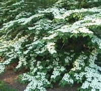 Although doublefile viburnum's red berries eventually ripen to black, the shrub is usually picked. Shasta Viburnum - Shrubs