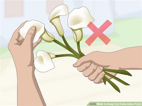Each tuber will produce several stems, perfect for creating cut flowers. 3 Ways to Keep Cut Calla Lilies Fresh - wikiHow