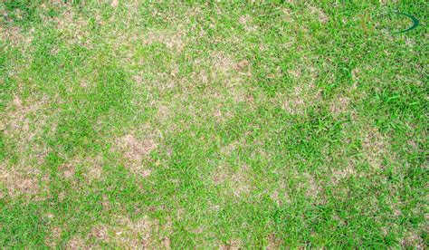 How To Identify And Prevent Brown Patches On Bermuda Grass The