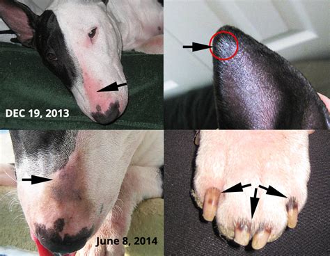 What Are Bull Terriers Allergic To