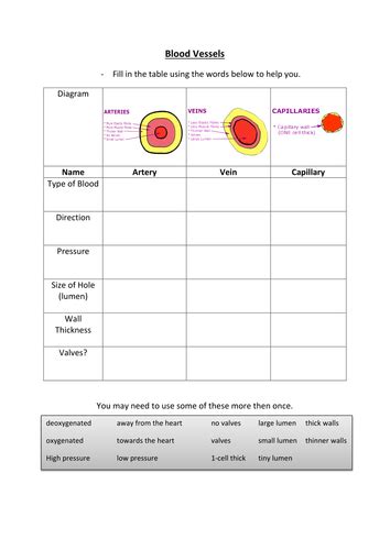 Use our diagram editor to make flowcharts, uml diagrams, er diagrams, network diagrams, mockups, floorplans and many more. Blood vessel summary page ( + borrowed diagrams ...