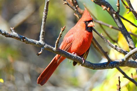 Northern Cardinal Big Year Birding