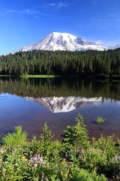 Parque Nacional Del Monte Rainier Banco De Fotos E Imágenes De Stock