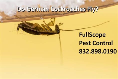 Pests invading your home can take away peace of mind and at d's pest control, we can save you the headache and extra expense with our comprehensive pest we offer multiple programs to fit your needs and budget that can treat for fleas, ticks, spiders. Do German Cockroaches Fly? - FullScope Pest Control
