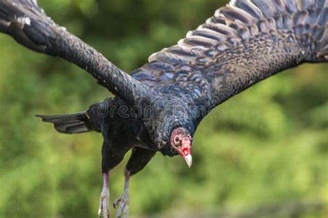 Turkey Vulture In Flight Stock Image Image Of Prey 101516739
