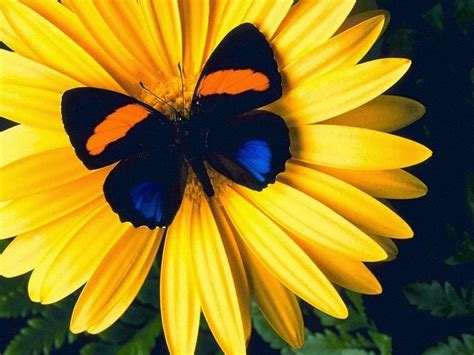 Desktop Hd Wallpapers Free Downloads Butterfly In Yellow Flowers