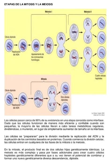 Infografia De Meiosis Y Mitosis Brainlylat