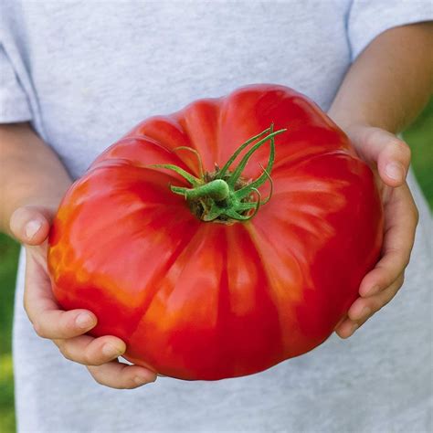 Beefsteak Tomato Seeds For Planting 100 Seeds Grow Delicious