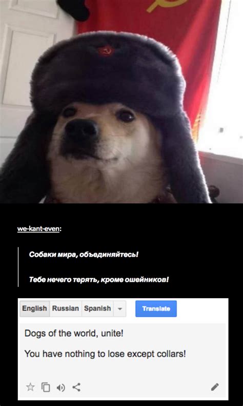 Russia Dog Russian Cat Translations Know Your Meme
