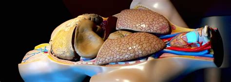 Hepatitis b virus (hbv) and hepatitis c virus (hcv) infections in health care workers (hcws): Hepatitis B | Doctor | Patient