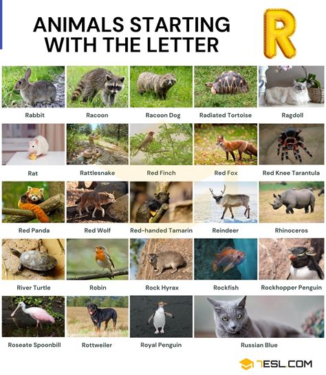 141 Animals That Start With O Names Of Animals Starting With O 7esl