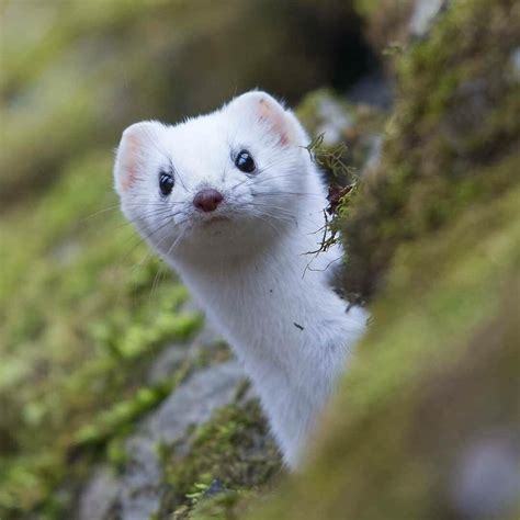 Weasels Are Some Damn Cute Raww