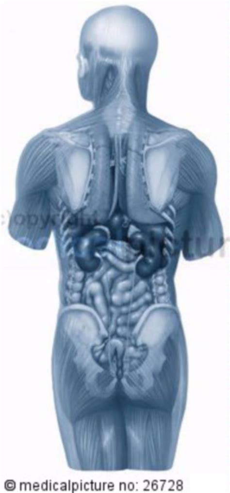 We did not find results for: Innere Organe - DocCheck