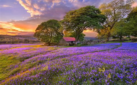 I can feel beautiful and imperfect at the same time. Free download Top Flower Field HQ Pictures Flower Field ...