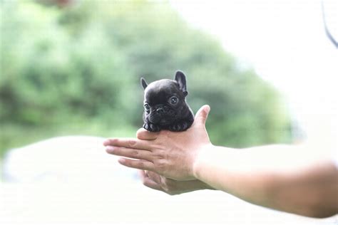 Otherwise it will cause problems in weight gain, by damaging their physical structure. Brooklyn Black Mini French Bulldog - Tiny Teacup Pups