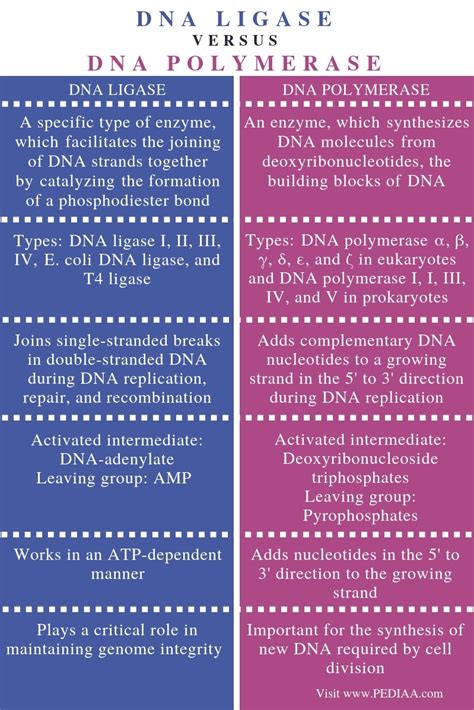 Post the definition of ligase to facebook share the definition of ligase on twitter. What is the Difference Between DNA Ligase and DNA ...