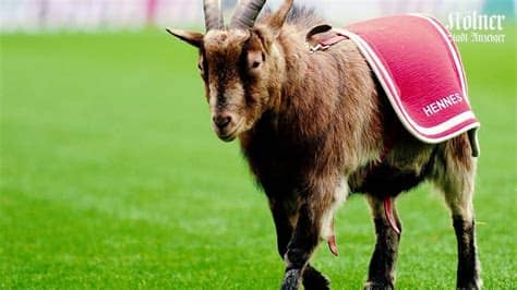 Fc koeln results and fixtures. 1. FC Köln: Geißbock Hennes - Maskottchen mit Tradition ...