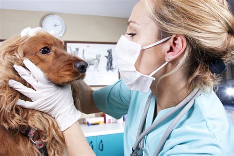 Pets & vets as partners darbojas veterinārārsti un dzīvnieku klīnikas aktivitātēs. Emergencies - Signs Your Pet Needs Immediate Care LA ...