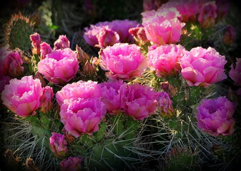 Bloom in the fall the second thing you. Opuntia Cactus In Bloom Photograph by Nathan Abbott