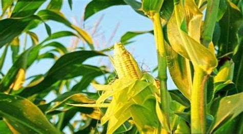 Universiti malaya (um) ialah universiti yang pertama dan tertua ditubuhkan di malaysia. Lebih 200 anak muda PPK Nilam Puri akan tanam jagung susu ...
