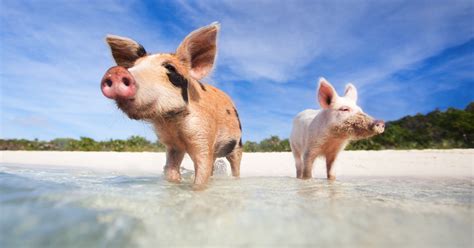 Pig Island Bahamas Tour To The Famous Bahamas Swimming Pigs