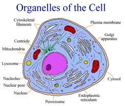 The outer membrane is permeable, allowing t. BIOLOGY IS FUN: COMPARISON BETWEEN ANIMAL CELL AND PLANT CELL