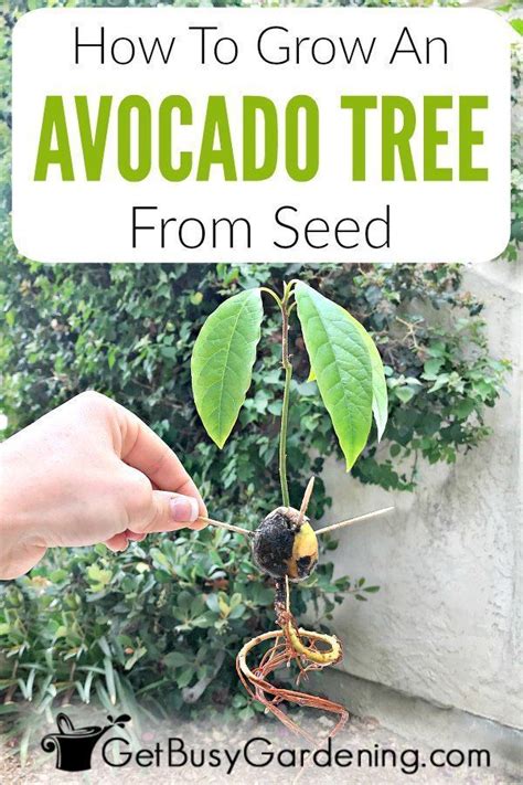 Dec 14, 2018 · beginning soon after blossom drop, and ending when the fruit has a diameter of about 1/2 inch, it is normal if approximately 80 to 90 percent of the fruit falls off the tree. How To Grow An Avocado Tree From Seed | Grow avocado ...