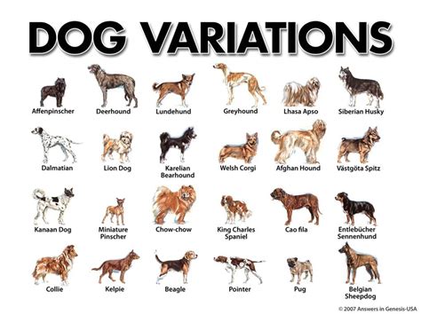 Different Dog Breeds Con Imágenes Razas De Perros Perros Razas De