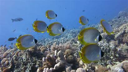 Underwater Wallpapers Fish Ocean Reef Coral Backgrounds