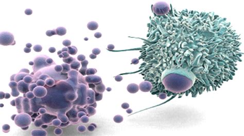 Diferença Entre Apoptose E Necrose
